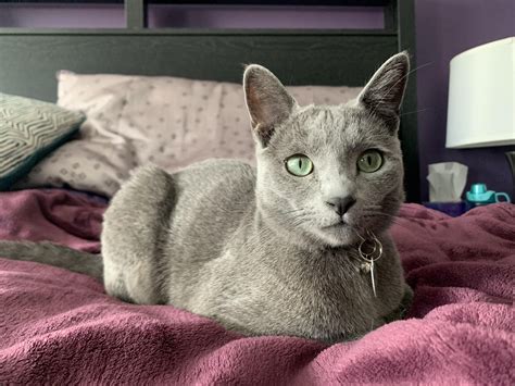 Happy birthday, Ace!! : r/russianblue
