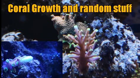 Coral Growth And Random Stuff Youtube