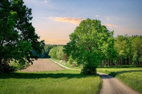 Meadow Path Trees Free Photo On Pixabay Pixabay