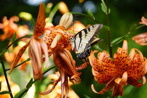 Double Flowering Flore Pleno Tiger Lily Lilium Lancifoliu Flickr