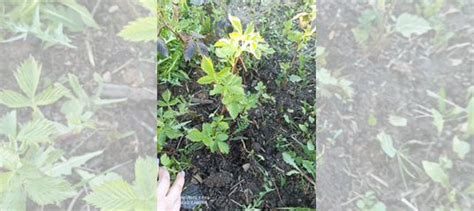 Саженцы ежевики натчез купить в Твери | Товары для дома и дачи | Авито