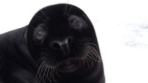 Melanistic Seal - Cornwall Expedition | Seal pup, Cute seals, Cute animals