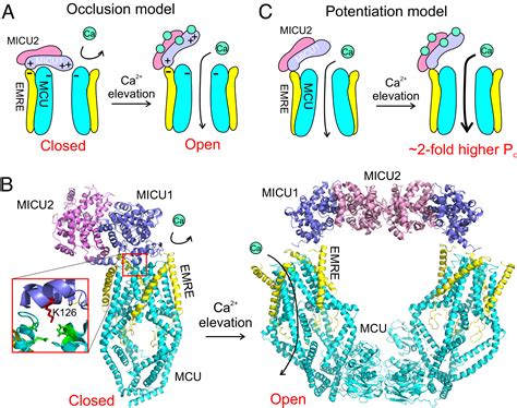 Evidence Supporting The Micu Occlusion Mechanism And Against The