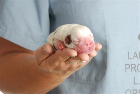 Sleeping puppies stock photo. Image of sleepy, born, puppies - 7744878