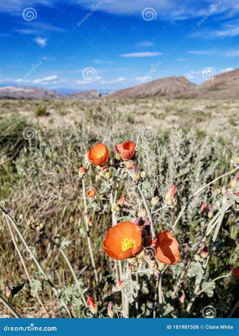 Orange Desert Globemallow Flowers Along A Walking Trail In Las Vegas