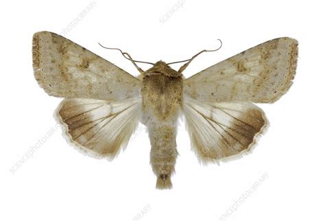 Cotton bollworm moth - Stock Image - C016/2158 - Science Photo Library