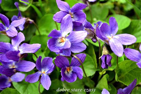 Dobre stare czasy: Słodkie fiołki