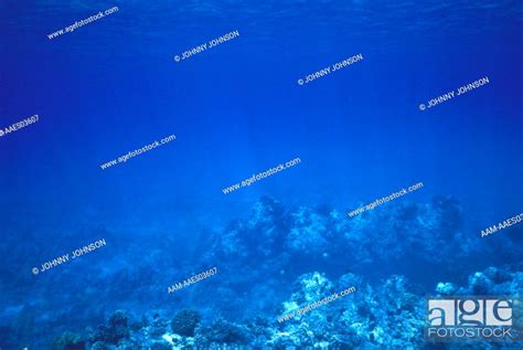 Ocean Floor Coral Reef Hawaii, Stock Photo, Picture And Rights Managed ...