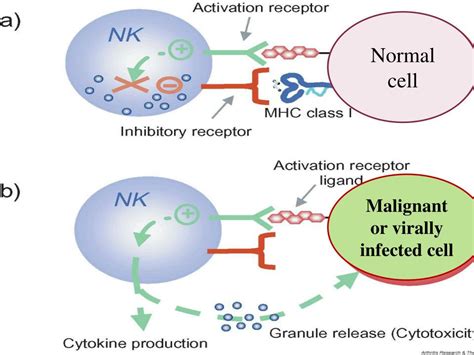 PPT Immune Cells Receptors And Markers Lymphoid Tissues And