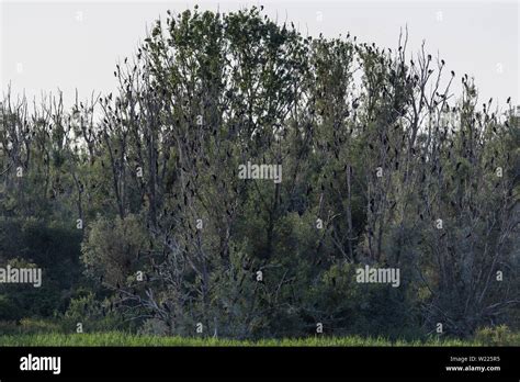 Kormoran Vogel Wasservogel Bird Phalacrocorax Carbo Great Cormorant