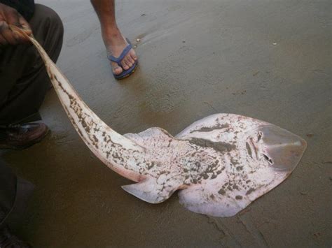 New Digha Beach - Digha City