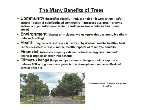 The Many Benefits Of Trees Tree Lafayette