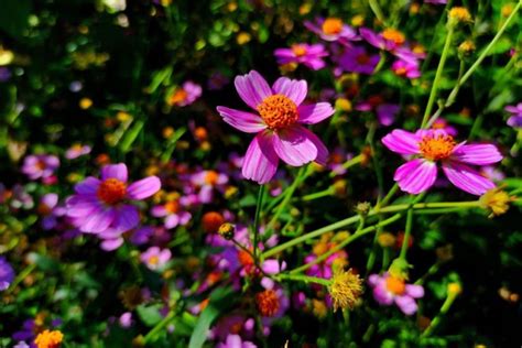 Coreopsis varieties: differences & growing tips - Plantura