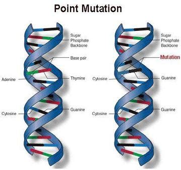 The origin and kinds of mutation | Science online 