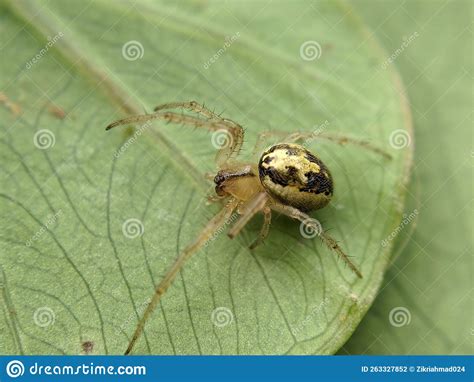 Macro Of Zygiella Spider Insect On Green Leaves Stock Photo Image Of