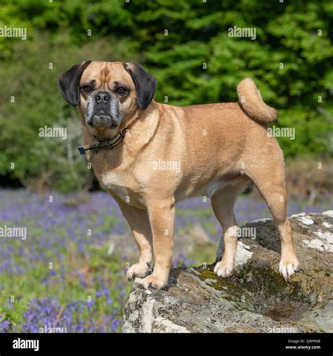 Beagle Cross Hi Res Stock Photography And Images Alamy