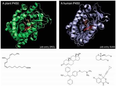 P450 Enzyme