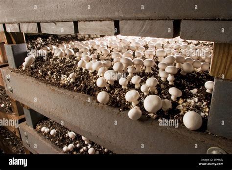 Agriculture White Button Mushrooms Growing In Plastic Based Growing