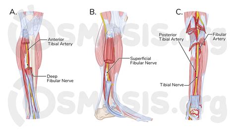 Muscles Of The Leg Anterior Lateral Posterior 55 Off