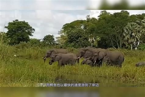 小象被鳄鱼咬住了鼻子，周围的大象忍不了大象鼻子鳄鱼