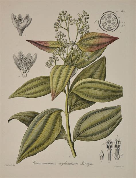 Ceylon Zimt Cinnamomum Zeylanicum Von ZIMT 1895 Kunst Grafik