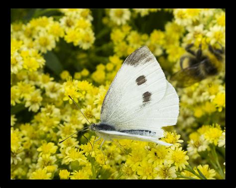 Butterfly Images From West Dean Gardens West Sussex Kevin Friery