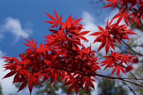 A Complete Guide to Growing a Japanese Maple Tree - Garden and Happy