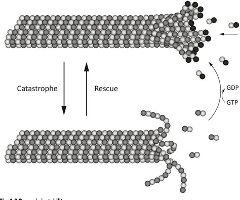 Figure 1.1 from Imaging microtubule dynamics in the healthy and ...