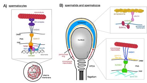 LINC Complex in Sperm Development | Encyclopedia MDPI