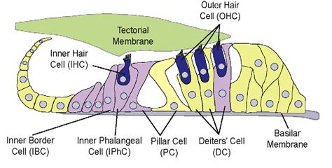 Cochlea Hair Cells