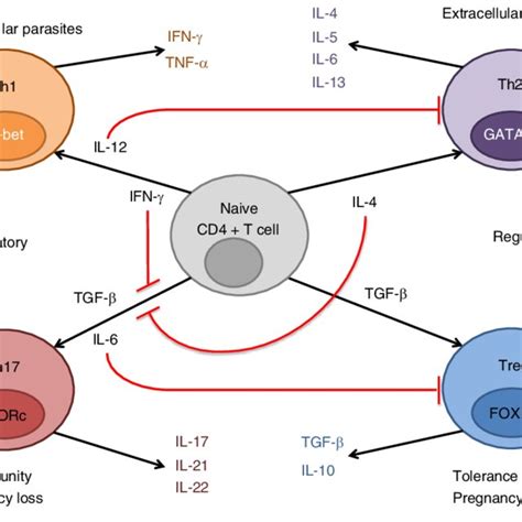 Illustrative Description Of The T Helper Type 17 Th17 Regulatory T