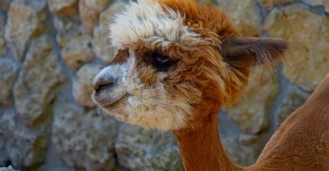 Llamas Vs Alpacas The 5 Main Differences Explained Wiki Point