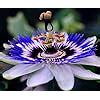 Amazon Cemeha Seeds Passionflower Purple Vine Wild Apricot