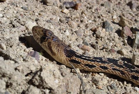 Great Basin Gopher Snake Pituophis Catenifer Deserticola In The Road