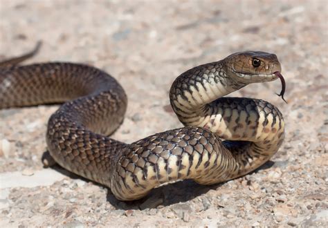 Eastern brown snake - BrisBay SnakeCatchers - Brisbane