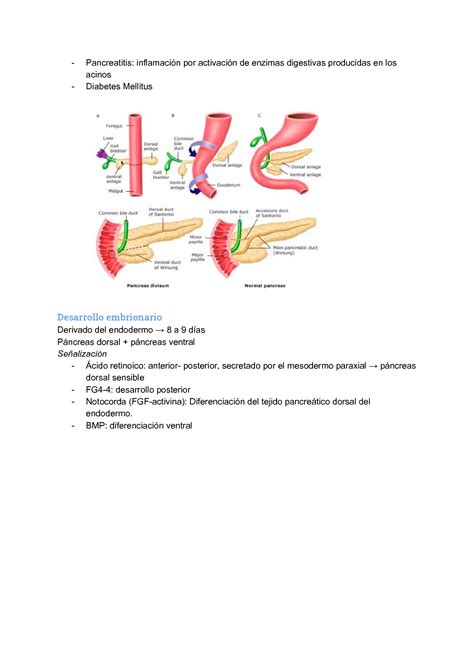 Solution Anatom A Y Fisiolog A Del P Ncreas Studypool