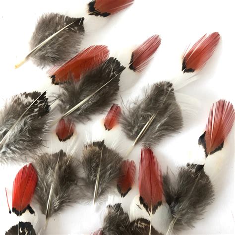 Natural Orange Tipped Lady Amherst Pheasant Feather Plumage X 10pcs