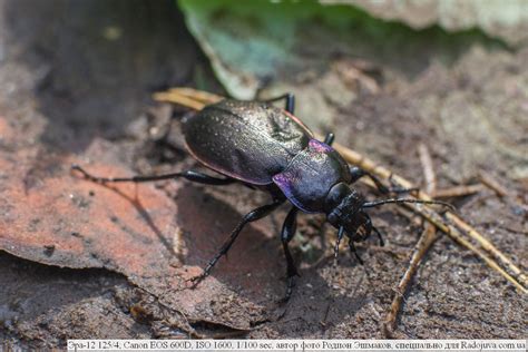 Эра-12 125/4, обзор объектива от читателя Радоживы | Радожива