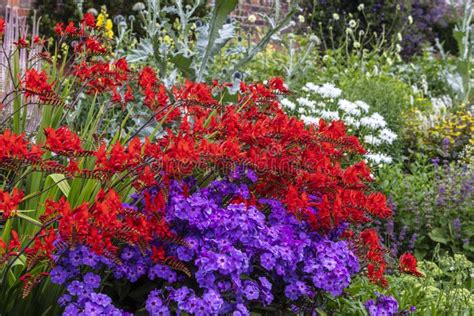 Red And Purple Clump Forming Perennial Plants In Garden Stock Image