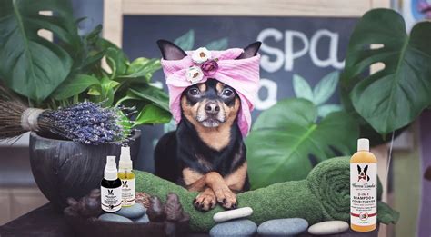 WARREN LONDON Soothing & Itch Relieving Oatmeal Dog Shampoo, 17-fl oz ...