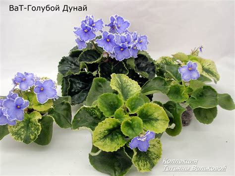 Фиалка ВаТ-Голубой Дунай
