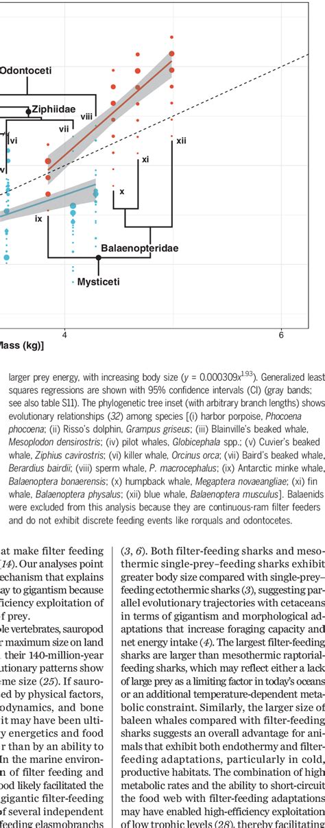 Scaling of prey energy captured by toothed whales and rorqual whales ...