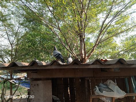 Review Infinix Hot Fhd Hz Mp