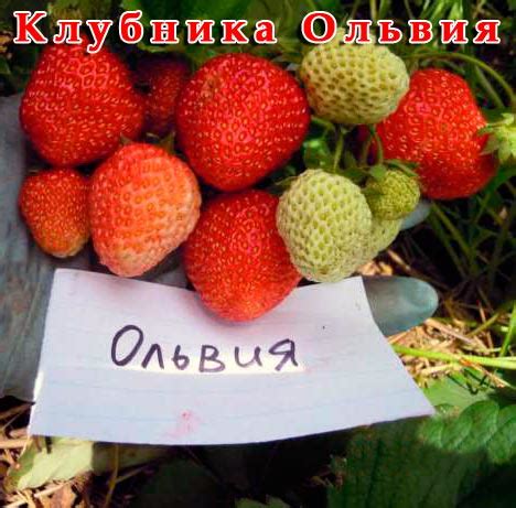 Сорта клубники - AgroFlora.ru