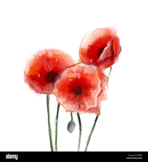 Roter Mohn Blumen Aquarell Isoliert auf weißem Hintergrund Stockfoto