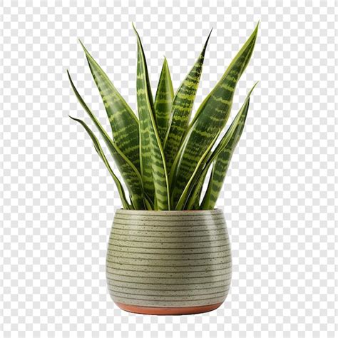 Schlangenpflanze Sansevieria Trifasciata Png Isoliert Auf Transparentem