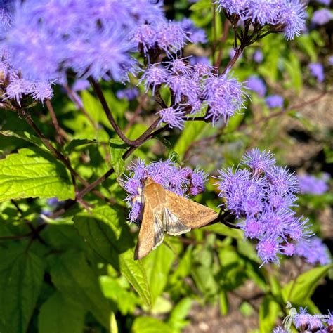 Conoclinium Eupatorium Coelestinum Blue Mistflower Scioto