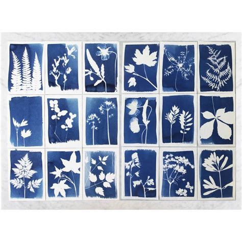 Le Coffret Cyanotype Kit Complet Pour R Aliser Des Cyanotypes La Te