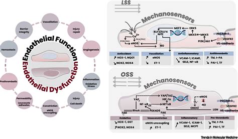 Missing Links In Preeclampsia Cell Model Systems Of Endothelial