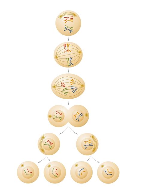 Gametogénesis qué es en humanos y en plantas